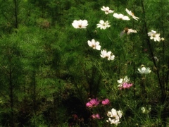 秋桜