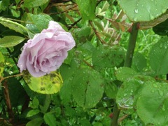 雨