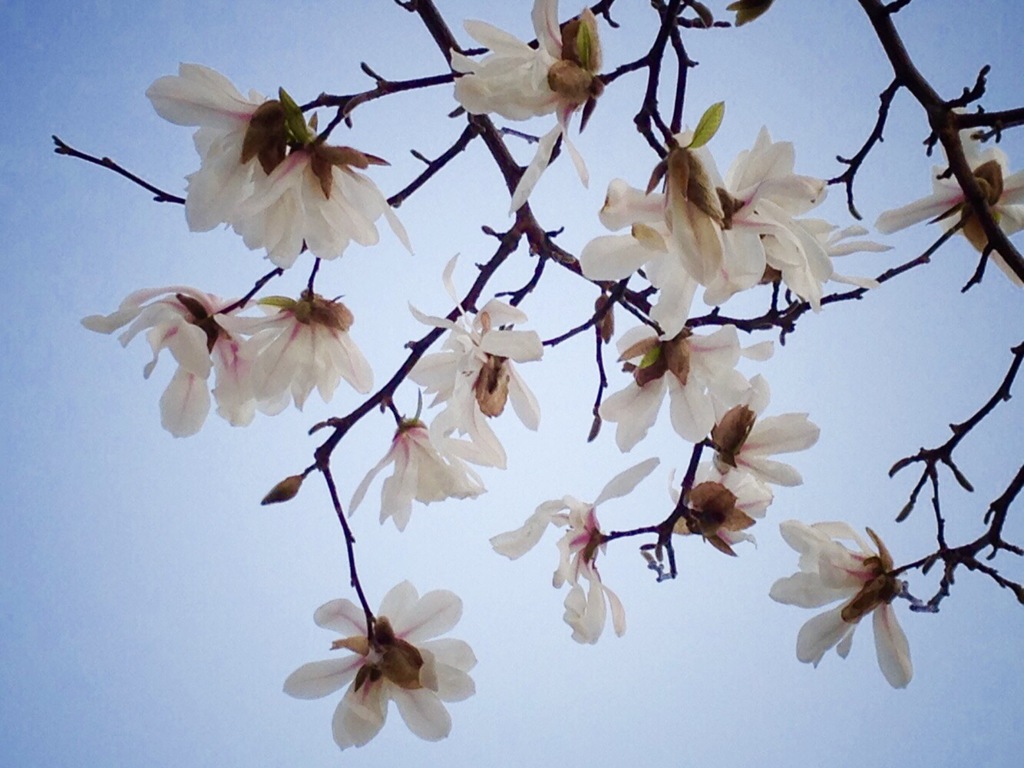 辛夷の花