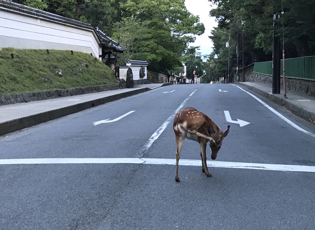 あらよっ！
