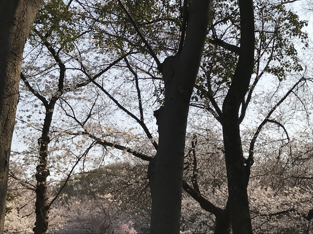 桜の頃