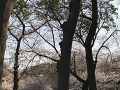 桜の頃