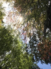 枝と葉っぱと太陽