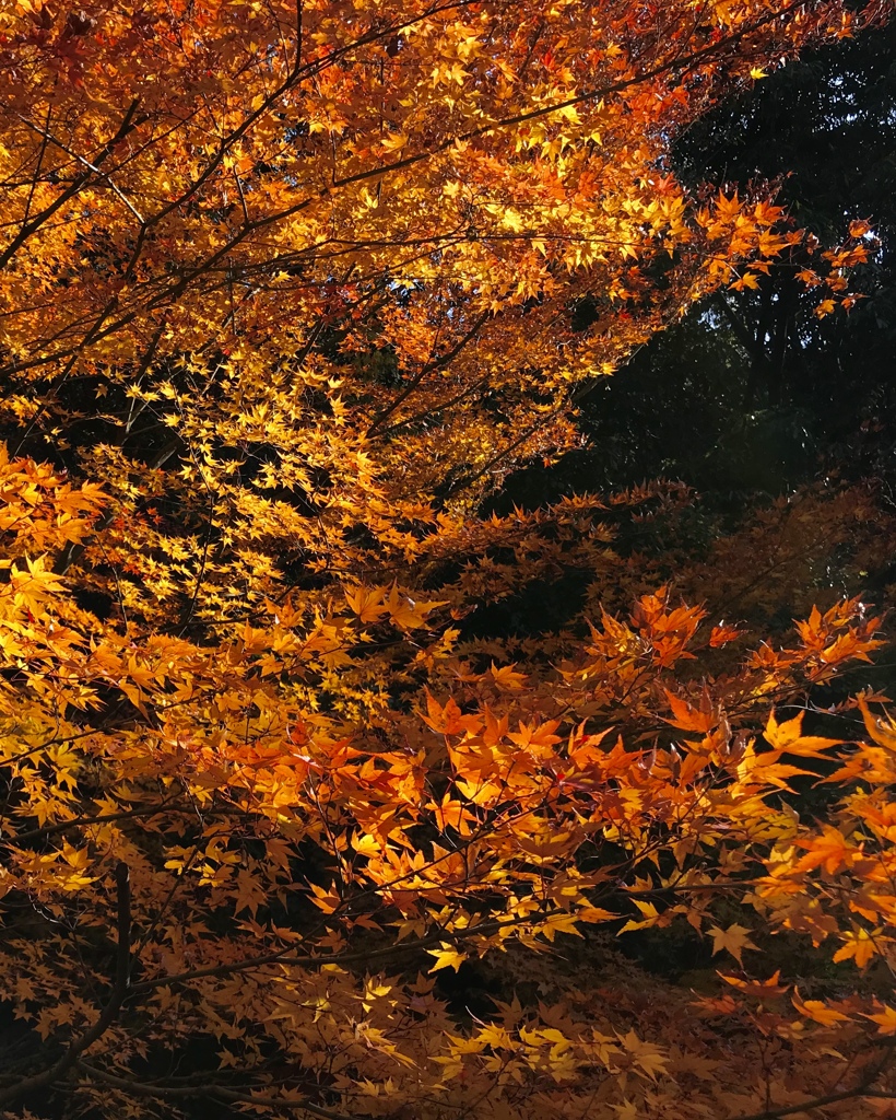 紅葉