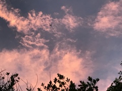 夏の記憶
