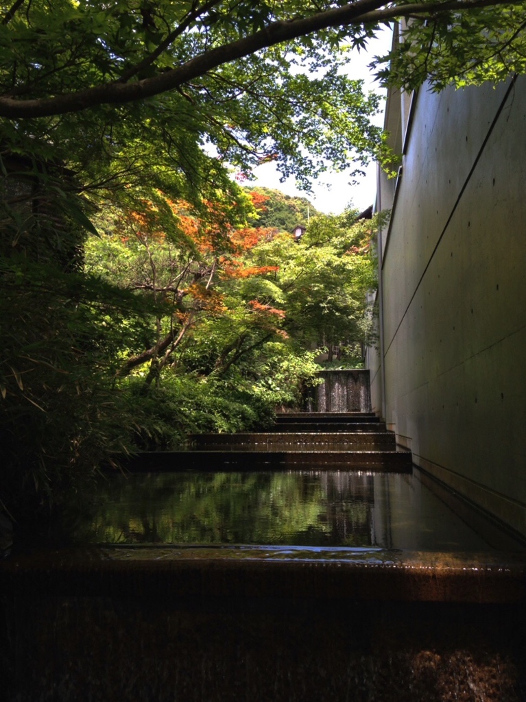  水に映る緑
