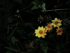 特定外来生物