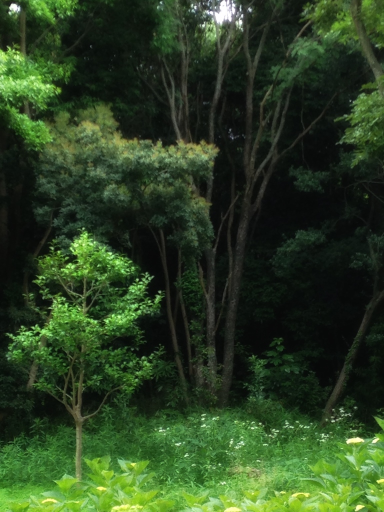 緑への入り口
