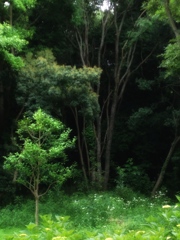 緑への入り口