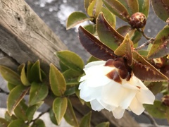 白い山茶花？？？