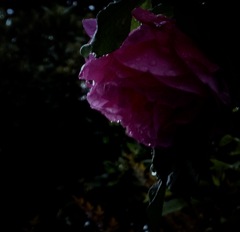 雨に濡れても
