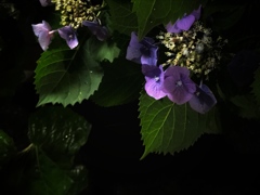 帰り道の紫陽花