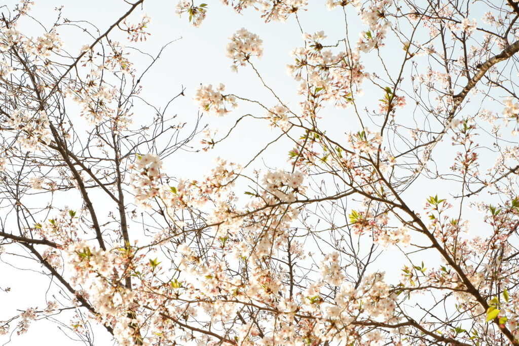 今年の桜