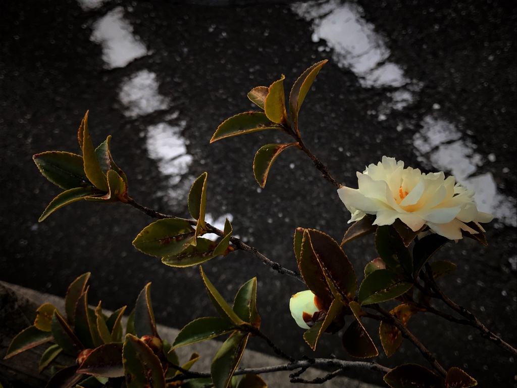 雨で少し散ったかも…