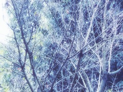 わかりにくいけど雪