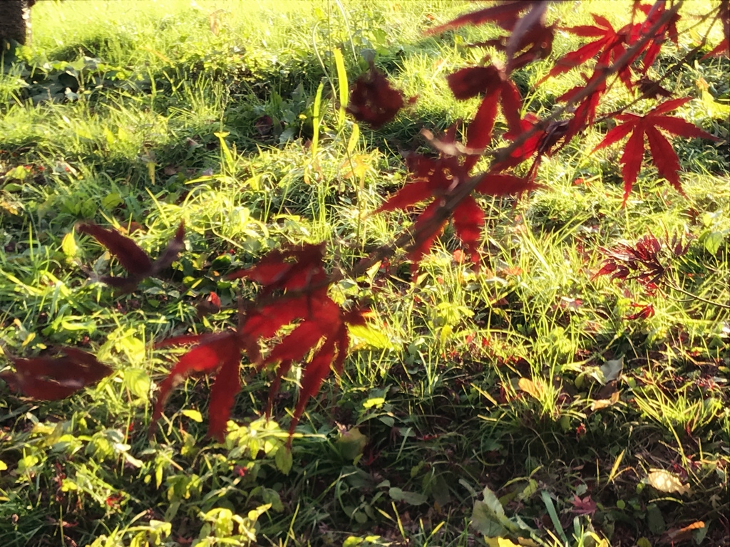 紅葉