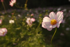 秋桜