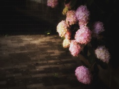 紫陽花の咲く道