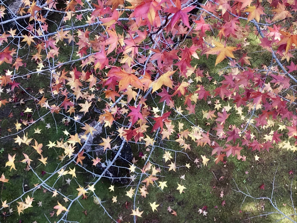 蜘蛛の巣のような枝