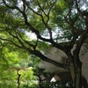 京都です。