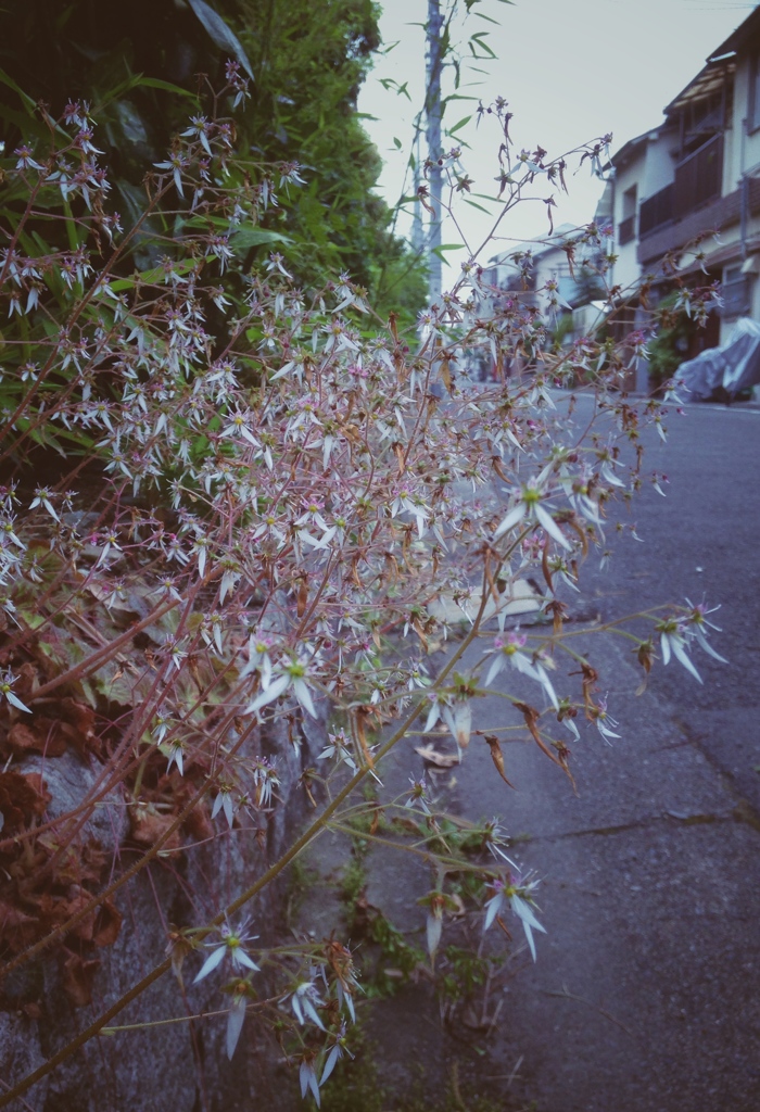 雪の下