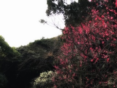 森と梅と