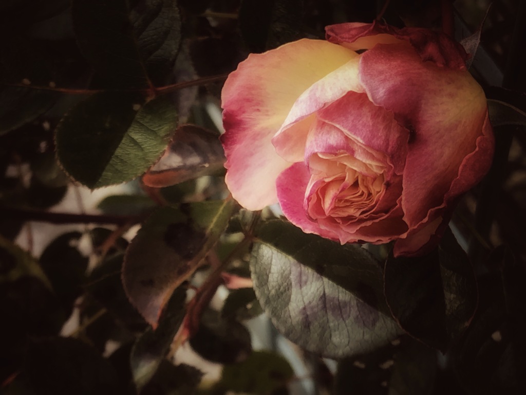 薔薇