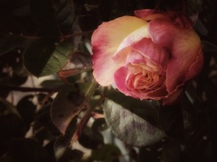 薔薇