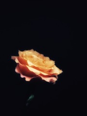 薔薇