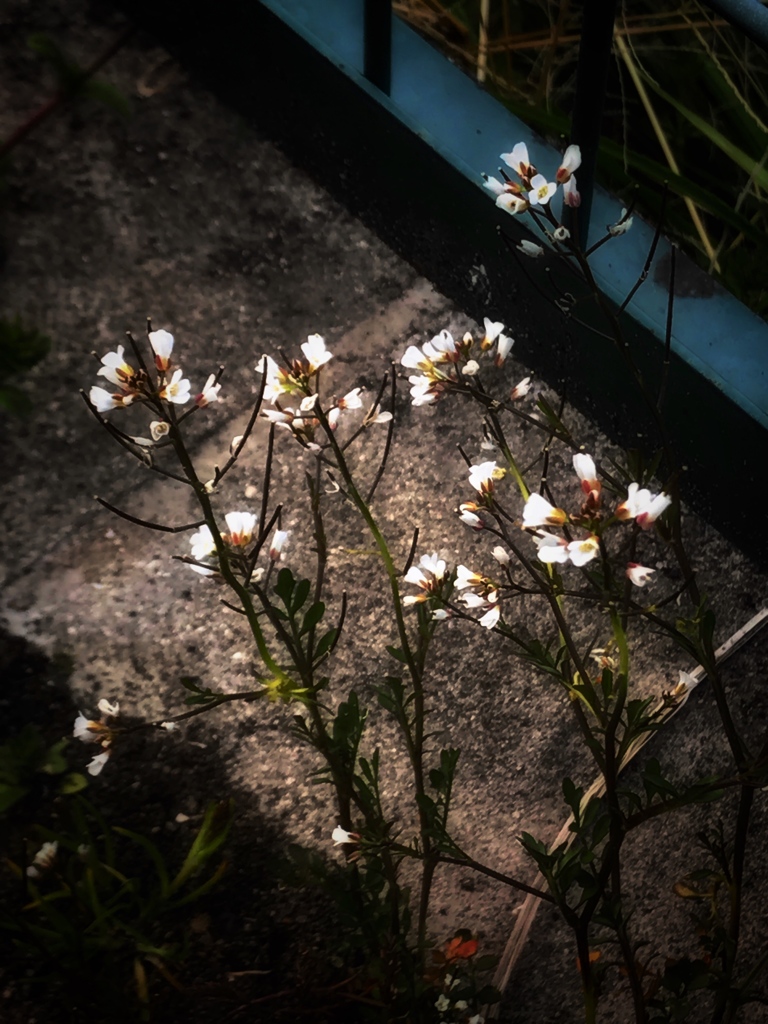 道端の花