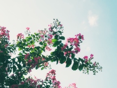 夏の午後