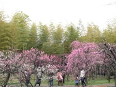 梅のお花見