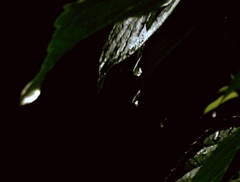 雫