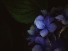 紫陽花