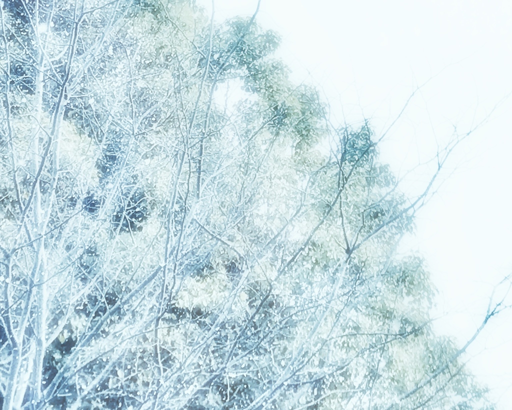 雪の日の写真