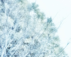 雪の日の写真