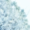 雪の日の写真