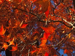 紅葉…赤