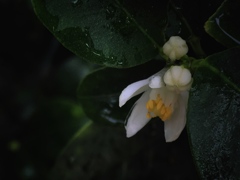 雨上がり