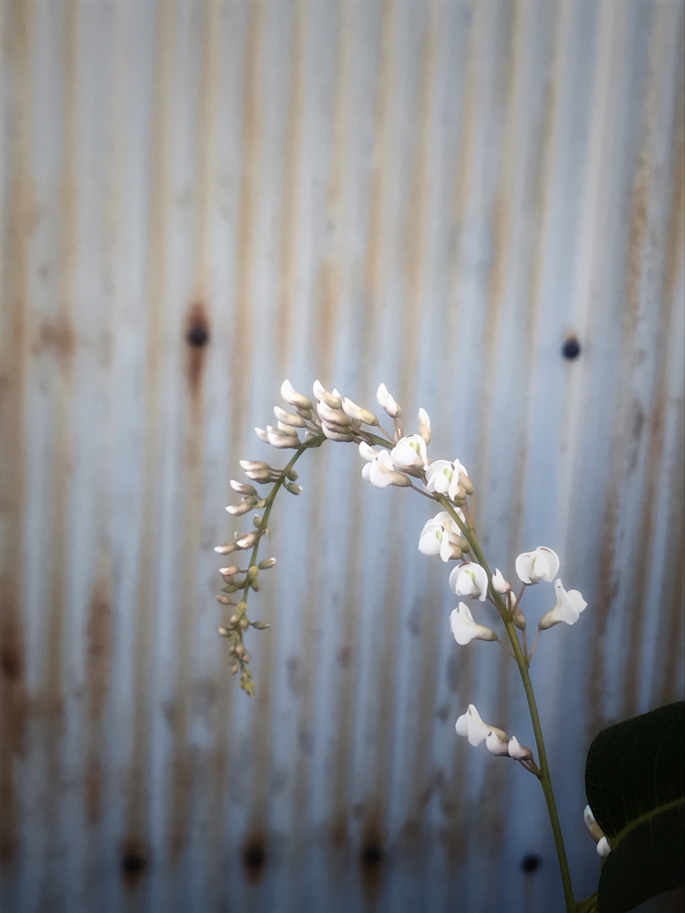 トタンと花