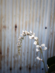 トタンと花