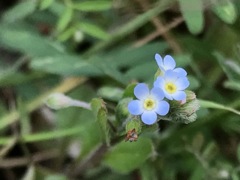 胡瓜草