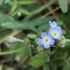 胡瓜草