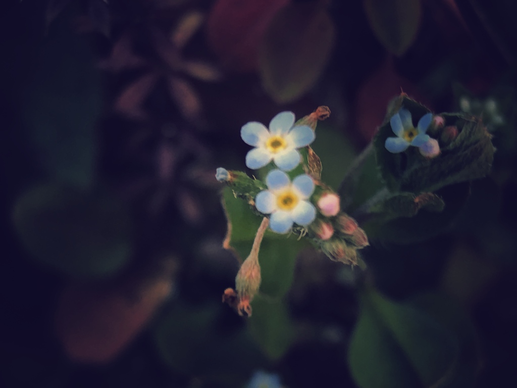 胡瓜草
