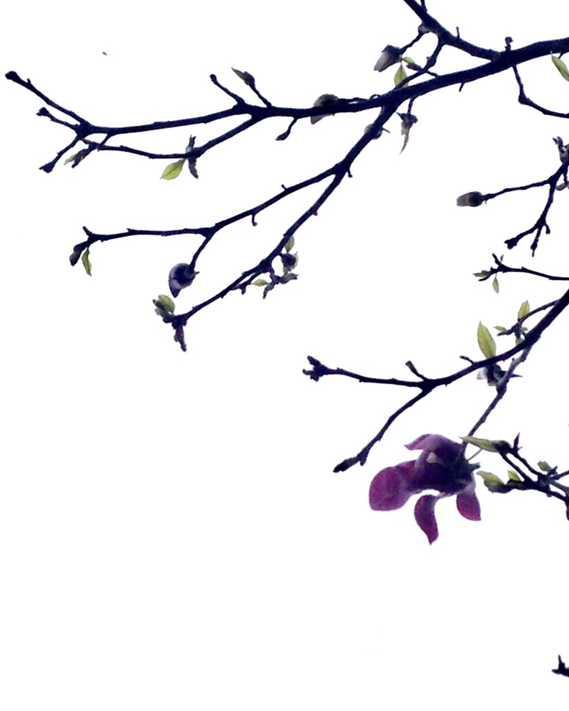 紫木蓮