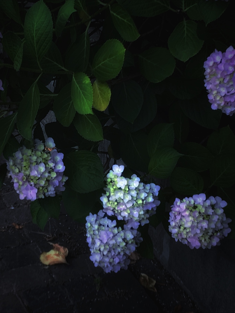 紫陽花