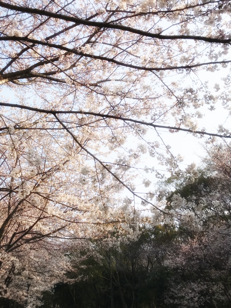 桜