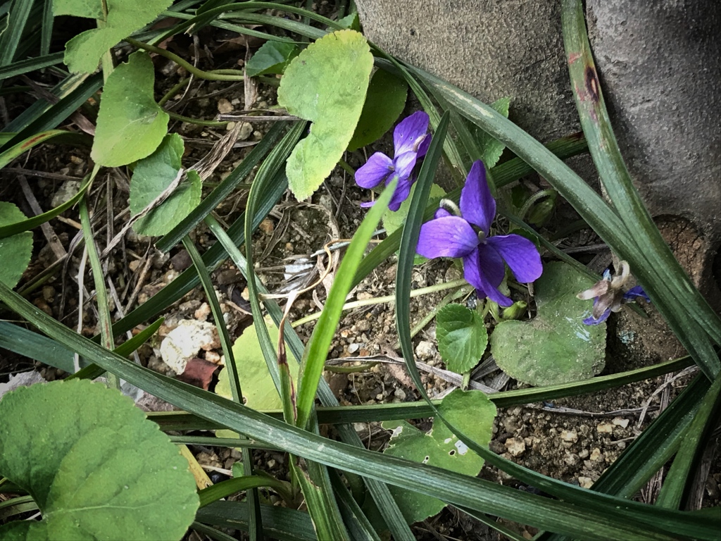 好きな花
