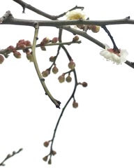 白梅