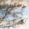 冬の空